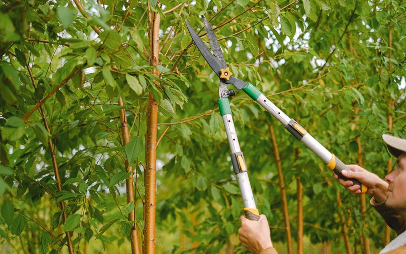 Tree trimming in Woodland, WI