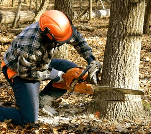 Tree Removal in Woodland, WI